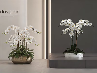 Elegant White Orchid Potted Plants In Gold And White Pots For Modern Interior 3d model