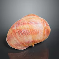 Vibrant Aquatic Animal Shell With Orange Pink Stripes And Textured Surface On Dark Reflective Background