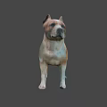 Brown And White Medium Sized Dog Standing On Neutral Gray Background