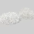 Beautiful White Shrubs With Dense Branch Structure In Outdoor Garden