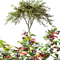 Various Deciduous Trees with Green Red and Brown Foliage for Landscaping