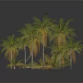 Group Of Green Palm Trees With Lush Fronds In Gray Background And Reflections