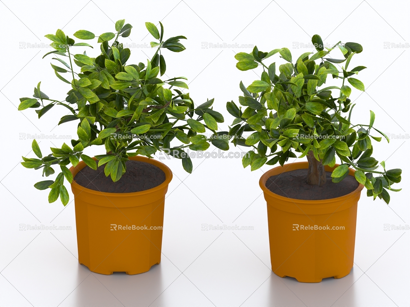 potted bonsai kumquat fruit tree potted fruit tree orange tree model