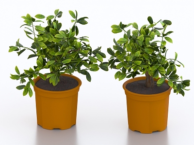 potted bonsai kumquat fruit tree potted fruit tree orange tree model