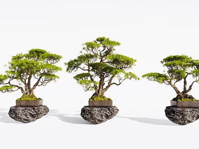 Three Stylish Bonsai Trees In Modern Stone Planters For Home Decor 3d model