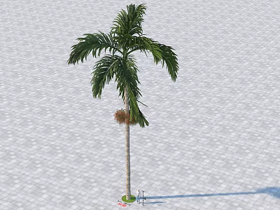 Tall Palm Tree With Green Fronds Standing On Paved Ground and Shadow 3d model