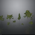 Various Types of Trees With Fruits Different Sizes Shapes Gray Background Reflective Ground