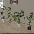 Decorative Various Leafy Indoor Potted Plants Including Monstera On Wooden Floor Near Window