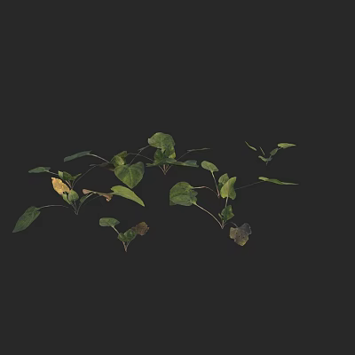 Modern long calyx cordite plowhead grass 3d model Modern long calyx cordite plowhead grass 3d model