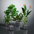 Lush Indoor Green Plants In Modern Gray Pots With Various Leaf Shapes And Colorful Flowers