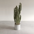 Green Cactus Potted Plant With White Pot On Light Gray Tabletop And White Background Wall