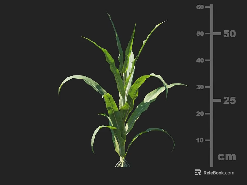 Corn Plant Growth With Green Leaves And Height Measurement On Centimeter Scale 3d model 