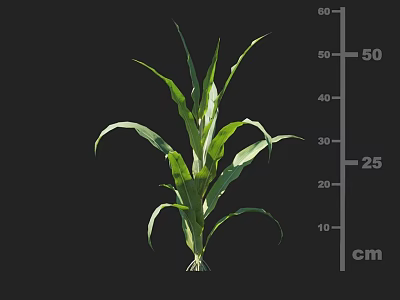 Corn Plant Growth With Green Leaves And Height Measurement On Centimeter Scale 3d model