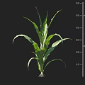 Corn Plant Growth With Green Leaves And Height Measurement On Centimeter Scale