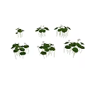 Lotus Plants with White Flowers Green Leaves and Slender Stems in Natural Arrangement
