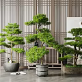 Elegant Indoor Bonsai Trees Display With Wooden Grille Background And Decorative Planters