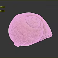 Orange Yellow Spiral Shell Organ On Dark Background With Detailed Texture