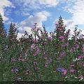 Blooming Purple Flowers Against Blue Sky With White Clouds And Tall Pine Trees