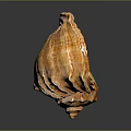 Orange Brown Conch Shell Showcasing Spiral Pattern And Glossy Open Interior 3d model