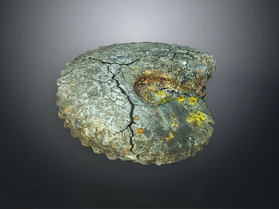 Chi chrysanthemum stone ancient fossil stone chrysanthemum fossil items 3d model