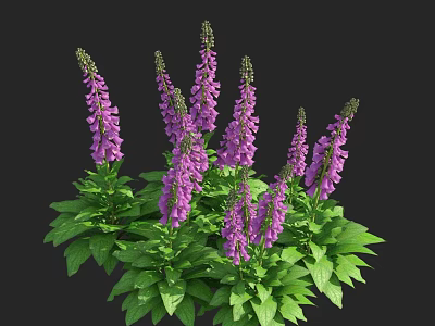 Purple Foxglove Flowers with Green Leaves Growing in a Vibrant Cluster 3d model