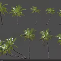 Various Palm Trees With Different Heights Shapes And Growth Forms For Landscape Design 3d model