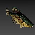 Fresh Spotted Fish With Green Yellow Scales And Black Spots As Delicious Seafood