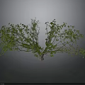 Lush Green Tree With Spreading Branches And Dense Foliage On Dark Background
