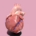 Medical Device Anatomical Heart Model for 3D Visualization in Medical Education