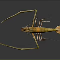 Long Armed Shrimp With Orange Green Body And Antennae On Dark Reflective Surface
