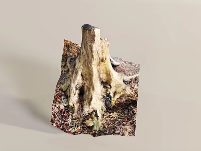 Natural Tree Stump With Rough Texture Detailed Root System And Wood Chips 3d model