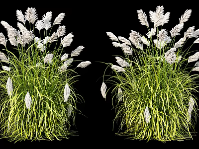 White Ornamental Grass With Green Stems And Feathery White Plumes For Landscaping 3d model