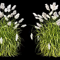 White Ornamental Grass With Green Stems And Feathery White Plumes For Landscaping