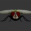 Green Metallic Fly With Red Eyes And Transparent Wings On Black Reflective Surface