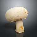 Whole Fresh Edible White Mushroom with Smooth Cap and Firm Stem