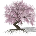 Graceful Tree With Pink Blossoms Twisted Trunk And Exposed Roots