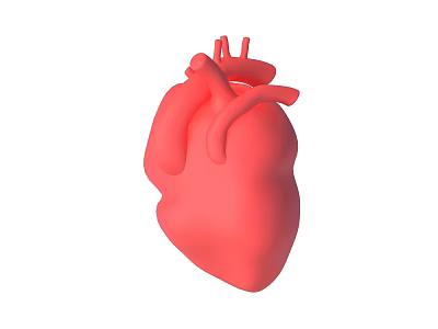 Human Heart Thoracic Organ 3D Anatomical Model With Detailed Structure 3d model