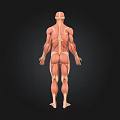 Human Organ System Anatomical Illustration Showing Muscle Skeleton And Vascular Structures
