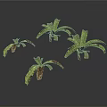 Green Decorative Plants with Brown Spots on Leaves and Different Sizes