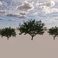 Tall Arbor With Lush Green Foliage And Sturdy Trunk In Natural Setting