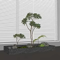 Indoor Landscape With Rectangular Stone Container Small Trees Green Moss Stones Against White Blinds Background 3d model