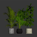 Three Varied Indoor Leafy Plants in Concrete Black and Beige Ceramic Planters on Dark Surface