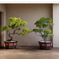 Indoor Bonsai Plants With Green Foliage In Decorative Pots By Traditional Wooden Screen