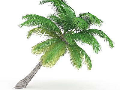 Palm Tree With Lush Green Fronds And Curved Trunk In Natural Growth 3d model