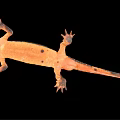Detailed 3D Rendering Of Salamander With Orange Stripes On Black Background