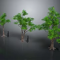 Three Trees With Thick Trunks Lush Green Leaves And Small Human Figures For Size Comparison