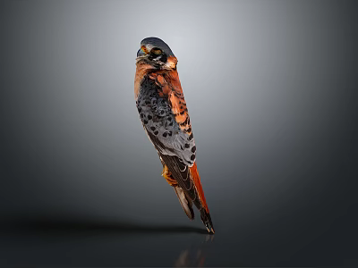 American Kestrel Bird Standing Isolated On Gray Background With Colorful Feathers 3d model