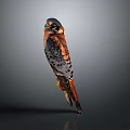 American Kestrel Bird Standing Isolated On Gray Background With Colorful Feathers