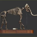 Modern skeleton animal skeleton elephant fossil 3d model