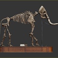 Modern skeleton animal skeleton skeleton elephant fossil 3d model